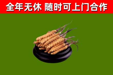 西畴烟酒回收冬虫夏草.jpg